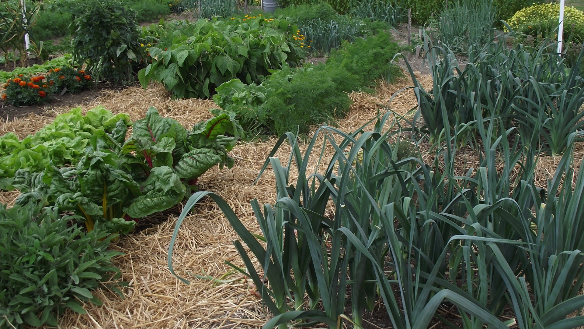 jardin communautaire